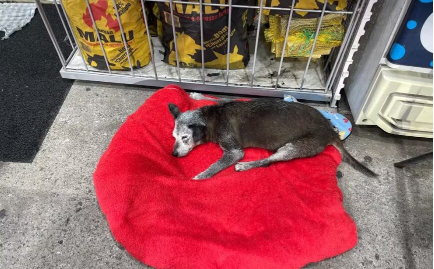 Cabeça branquinha e passos lentos: aos 20 anos, cão 'vovô' é xodó em posto de combustíveis e ganha fãs até na Europa